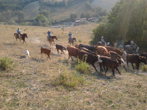 ranch